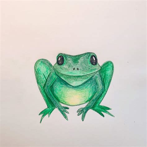 frog draw|detailed frog drawing.